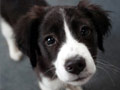 Honden oppasser